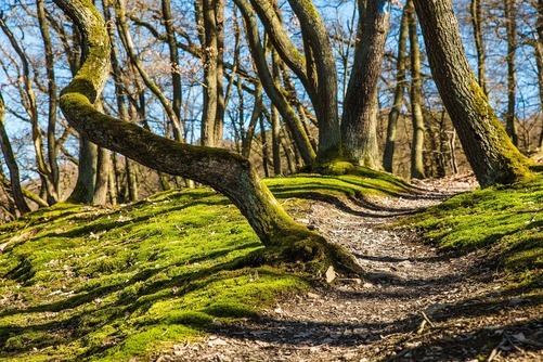 Träna i skog och mark